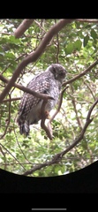 Ninox strenua