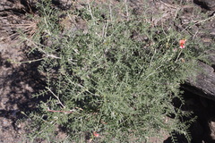 Indigofera heterotricha