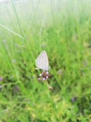 Zizeeria knysna