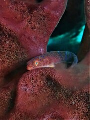 Cochleoceps bicolor