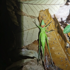 Euconocephalus varius