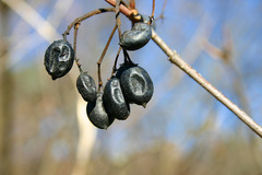 Viburnum lentago