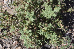 Forsskaolea