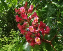 Aesculus × carnea