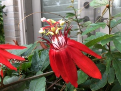 Passiflora miniata × vitifolia