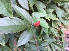 Passiflora miniata × vitifolia