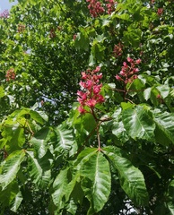 Aesculus × carnea
