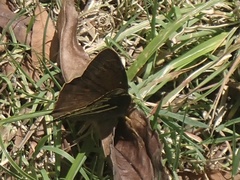 Nymphalidae