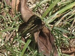Nymphalidae