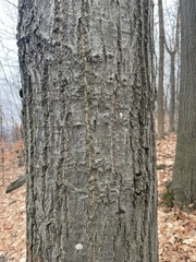 Quercus rubra