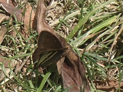 Nymphalidae