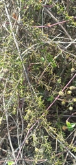 Lippia rosmarinifolia