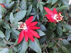 Passiflora miniata × vitifolia