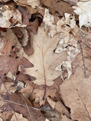 Quercus rubra