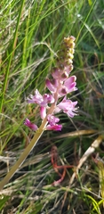 Lachenalia salteri