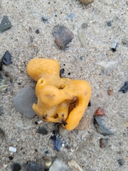 Halichondria panicea