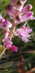 Lachenalia salteri