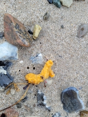 Halichondria panicea