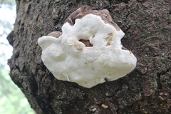 Fomitopsidaceae