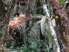 Oncidium luteopurpureum
