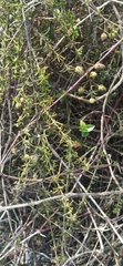 Lippia rosmarinifolia
