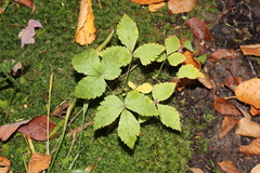 Rubus pubescens