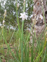 Asphodelus