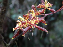 Oncidium luteopurpureum