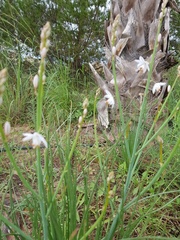 Asphodelus