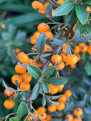 Pyracantha fortuneana