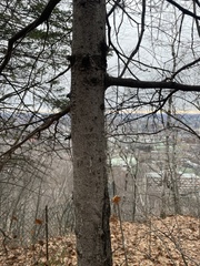 Picea glauca