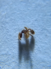 Pheidole mus