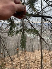 Picea glauca