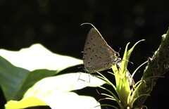 Pseudolycaena marsyas