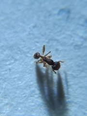 Pheidole mus