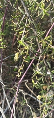 Lippia rosmarinifolia