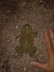 Rhinella diptycha