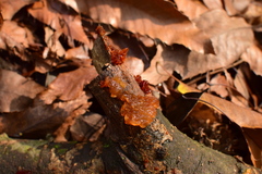 Phaeotremella fimbriata