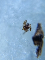 Pheidole mus