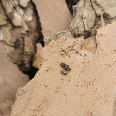 Eucorynus crassicornis