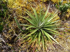 Puya clava-herculis
