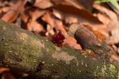 Phaeotremella fimbriata