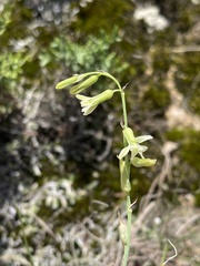 Dipcadi gracillimum