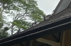 Trachypithecus cristatus