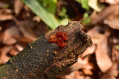 Phaeotremella fimbriata