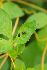 Phyllotreta striolata