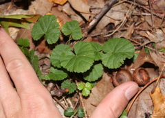 Rubus dalibarda