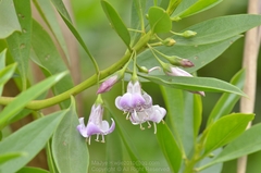 Myoporum bontioides