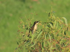 Donacobius atricapilla