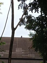 Trachypithecus cristatus